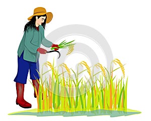 Farmer harvest rice
