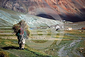 Farmer in harvest season