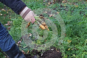 Farmer with harvested carrots from the organic vegetable garden, local farming concept