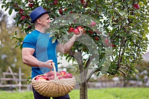 Farmer harvesting apples