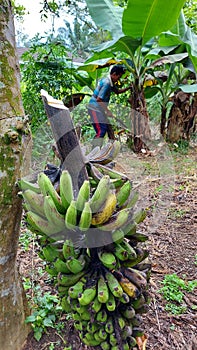 A farmer harvesting banana in the plantation with banana fruit frontground