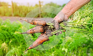 A farmer harvesting carrot on the field. Growing organic vegetables. Farming, agriculture. Freshly harvested carrots. Seasonal