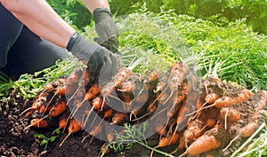 A farmer harvesting carrot on the field. Growing organic vegetables. Seacional job. Farming. Agro-industry. Agriculture. Farm. photo
