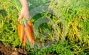 A farmer harvesting carrot on the field. Harvested organic vegetables. Freshly picked carrots in the hands of a farmer. Farming