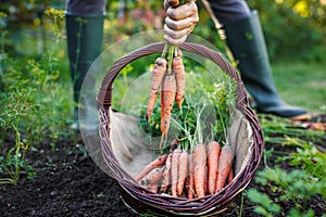 Farmer harvesting carrots in organic vegetable garden