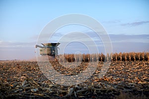 Farmer harvesting the corn crop at dusk