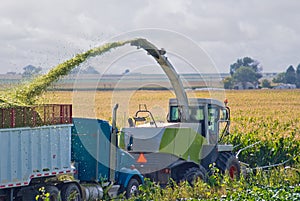 Farmer harvesting corn for silage photo