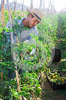 Farmer harvesting crop of underripe tomatoes in garden