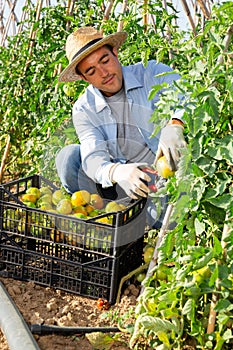 Farmer harvesting crop of underripe tomatoes in garden