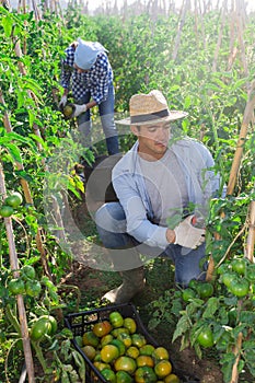 Farmer harvesting crop of underripe tomatoes in garden