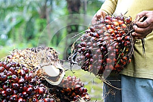 A farmer harvesting a fresh oil palm.