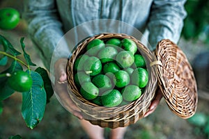 Farmer harvesting green unripe walnut into wicker basket