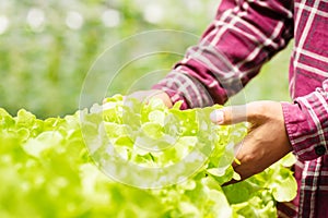 Farmer harvesting hydroponic lettuce plant green oak