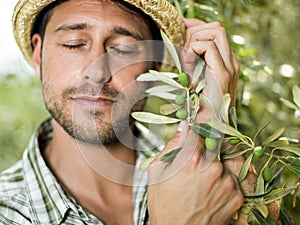 Farmer is harvesting olives