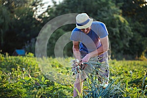Farmer harvesting onion on the field