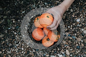 Farmer harvesting orange in an mandarin tree field. Baskets full of oranges for sale at the farmer`s market on a bright