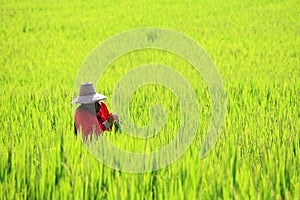 Farmer harvesting paddy rice