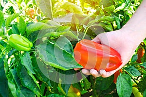 The farmer is harvesting the pepper in the field. fresh healthy organic vegetables. agriculture