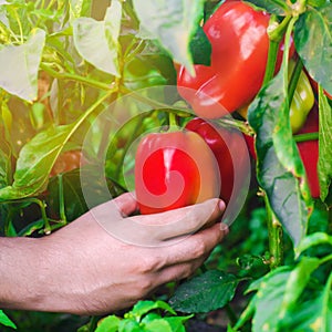 The farmer is harvesting the pepper in the field. Fresh healthy organic vegetables. Eco friendly products. Agriculture