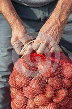 Farmer Harvesting Potatoes