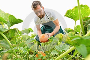 Farmer harvesting pumpkins on a vegetable field of the farm