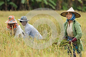 Farmer harvesting rice