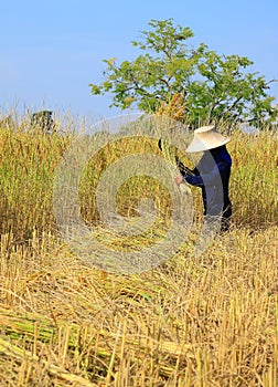 Farmer harvesting rice