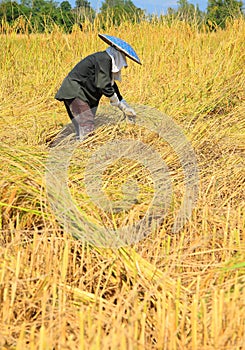 Farmer harvesting rice