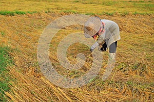 Farmer harvesting rice