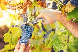 Farmer harvesting ripe grapes in vineyard on an autumnal sunny day