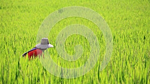 Farmer harvesting ripe paddy rice