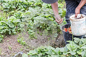 Farmer harvesting strawberries