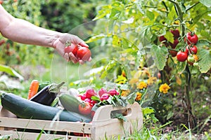 Farmer harvesting tomatoes in garden at summer