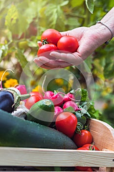 Farmer harvesting tomatoes in garden at summer