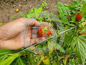 A farmer harvesting tomatoes from organic farm in hilly area of Himachal Pradesh