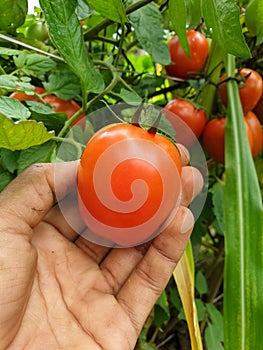 A farmer harvesting tomatoes from organic farm in hilly area of Himachal Pradesh