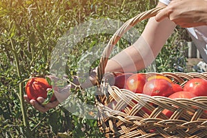 Farmer is harvesting tomatoes. Womans hands picking fresh juicy tomato and folds it into wicker basket. Organic garden