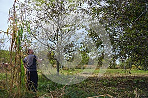 Farmer harvesting walnuts