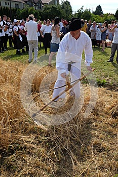 Farmer harvesting wheat with scyth
