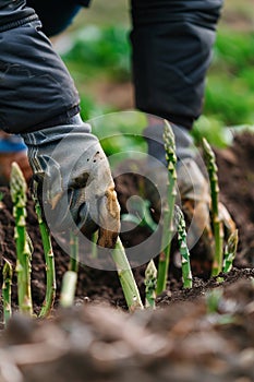 a farmer harvests asparagus close-up