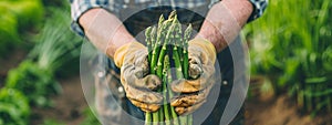 a farmer harvests asparagus close-up