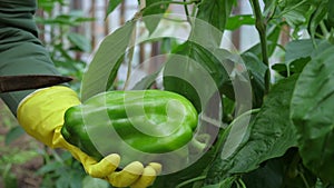 A farmer harvests bell pepper in a greenhouse.