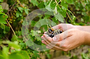 A farmer harvests blackcurrant in the garden. Summer healthy harvest. Berry harvesting. Selective focus