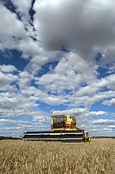 A farmer harvests a broadacre paddock of wheat.