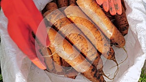 A farmer harvests a crop of carrots in a polypropylene sack.