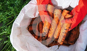 A farmer harvests a crop of carrots in a polypropylene sack.