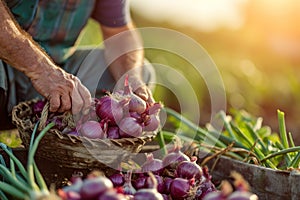 A farmer harvests freshly harvested onions in a field on a sunny day. Agriculture and farming. Organic vegetables