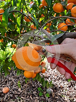 Farmer harvests mandarin ripe fruits