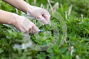 The farmer harvests nettles with gloves