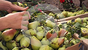 A farmer harvests pears from a tree in an orchard and puts them in wooden boxes. Organic local food. Hands of a farmer